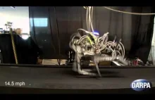 DARPA prezentuje Cheetah - galopującego robota.