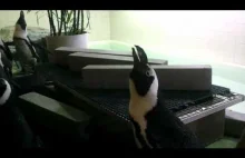 Czy zastanawialiście się kiedyś jaki dźwięk wydają wkurzone pingwiny?