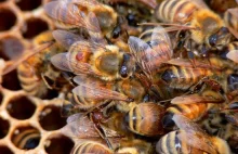 Wymieranie pszczół - alternatywne rozwiązanie