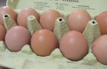 Wybito już miliony kur, bo jajka są za tanie