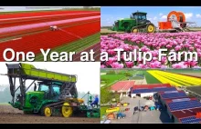 Rok na farmie tulipanów w Holandii