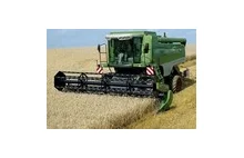 Minister rolnictwa: Uprawa kukurydzy MON 810 będzie w Polsce zakazana