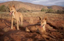 Budowanie ogrodzeń przeciwko Dingo w Australii zmieniło jej ekosystem
