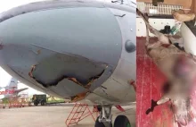 Rosyjski samolot zderzył się z łosiem ( ͡° ͜ʖ ͡°)