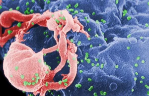 Naukowcy pozyskali najstarszy w historii genom wirusa HIV z próbki z 1966 roku
