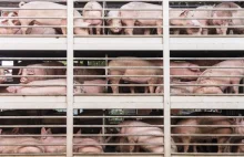 W 2018 roku Polska zaimportowała 8 mln żywych świń, to wzrost o 17,7% rdr.