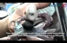 Ośmiornica z "ludzką twarzą" złapana w okolicach Indonezji