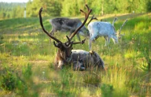 Finlandia: relacja z podróży skandynawskiej