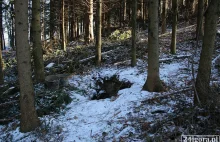 Co wykopano w lesie w Piechowicach?