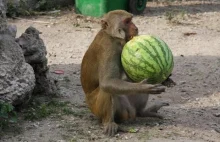 Małpy i arbuza. Monkey Island, Nha Trang, Wietnam.
