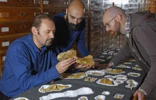 Największy drapieżny dinozaur z wczesnej jury znaleziony we Włoszech