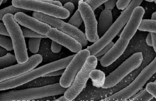 Od 2050 roku bakterie odporne na antybiotyki mogą zabijać 10 mln ludzi rocznie