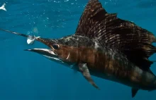 Żaglica – najszybsza ryba świata - do 110 km/h.