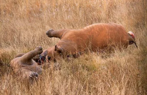 Rekordowa rzeź nosorożców w południowej Afryce w roku 2014..