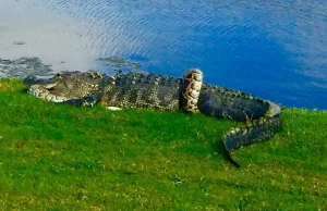 Florida golfers find python wrapped around alligator on 10th hole (ENG)