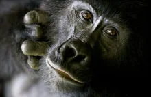 Czy goryle jedzą małpy?