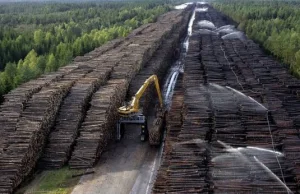 Największe składowisko drewna na świecie