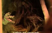 Pafnucek i Kalasanty - Historia prawdziwa