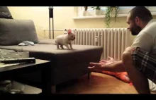 ROCKY the French Bulldog puppy jumping