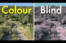 Jak daltoniści postrzegają kolory, czyli o trzech rodzajach ślepoty barw