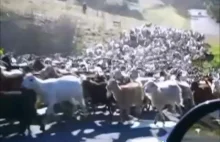 Kozy masowo uciekają z Austrii i Niemiec