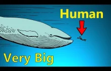 Jak duże są zwierzęta morskie?