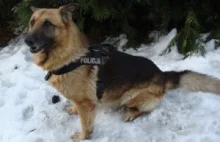 Policyjny pies Saldan tropił włamywacza 10 kilometrów