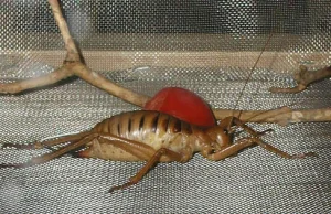 Giant Weta - jedne z najcięższych owadów na Ziemi