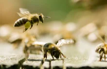 Pszczoły radzą sobie lepiej z dala od pól uprawnych