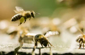 Pszczoły radzą sobie lepiej z dala od pól uprawnych