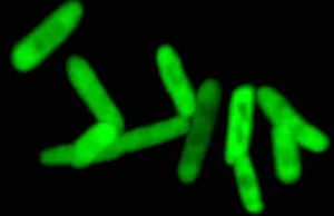 Naukowcy stworzyli półsyntetyczne życie zdolne do produkcji białek