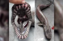 Wężowata "żywa skamielina" znaleziona w głębinach Atlantyku
