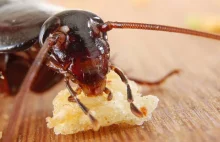 Ekspresowa ewolucja. Zmutowane karaluchy już nie złapią się w pułapkę