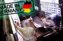 Milczenie świata o niemieckich ubojniach przerabiających zdechłe krowy