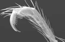 Trogloraptor - jaskiniowy rabuś z pazurami. Nowy gatunek pająka