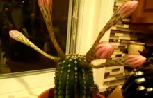 Upływ czasu kwitnący kaktus