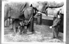 Warszawskie ZOO podczas II wojny światowej