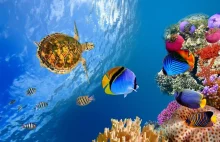 Odizolowane rafy koralowe podlegają samouzdrawianiu