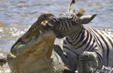 Zebry atakowane przez krokodyle podczas przekraczania rzeki. Zdjęcia.
