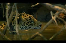 Piękne zdjęcia walki jaguara z kajmanem, kto będzie posiłkiem ?