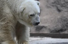 Wolność dla Arturo - najsmutniejszego misia polarnego.
