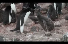 Rodzic pingwin karmi młodego, jednak papu się kończy...