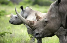 W Afryce znów można handlować rogami nosorożców.