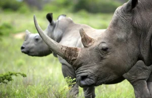 W Afryce znów można handlować rogami nosorożców.