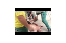 Mężczyzna zaatakowany przez małpy w brazylijskim zoo