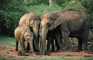 Słonie pocieszają się nawzajem głosem i dotykiem