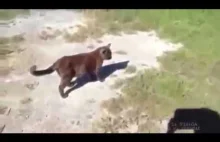 Pies pomaga kotu