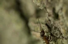 Sfrustrowana królowa mrówek zostaje robotnicą