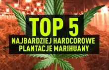 Top 5 najbardziej hardcorowych plantacji marihuany - Cannabis News