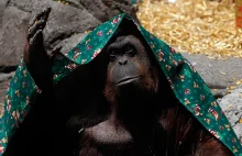 Rasiści z wykopu eksplodują. Argentyna przyznała prawa człowieka orangutanowi.